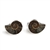 Ammonite Cufflinks