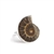 Ammonite Ring