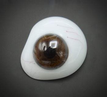 Antique Prosthetic Eye