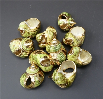 Ten turban snail pendants, 28 to 35mm long