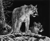 SCRATCHBOARD PRINT "MATES OF THE WILD"
