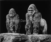 SCRATCHBOARD PRINT "LOWLANDERS"