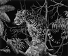 SCRATCHBOARD PRINT "EL TIGRE OF THE MATO GROSSO"