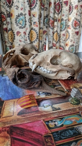 Fallen animals two skulls and driftwood piece