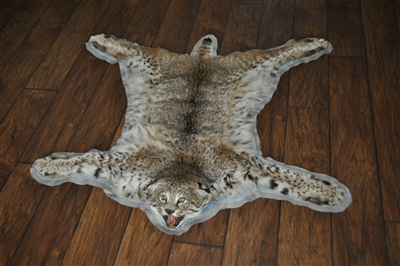 Bobcat taxidermy rug