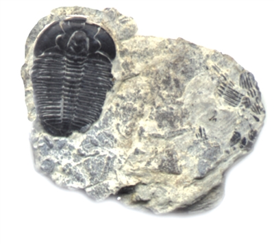 anthropoid fossils triobites