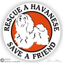 Havanese Decal