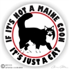 Maine Coon Decal