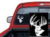 Typical Whitetail Deer Decal