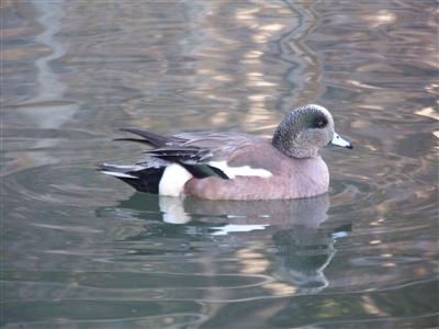 American Widgeon Duck