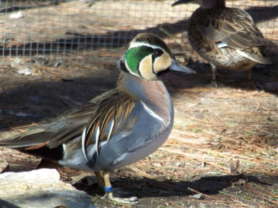 Baikal Teal Duck Pair