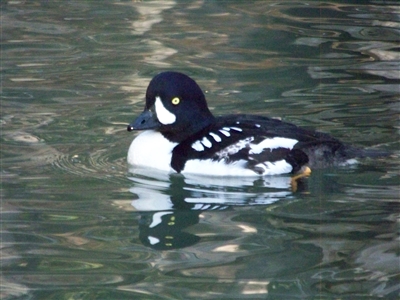 barrow's goldeneye duck