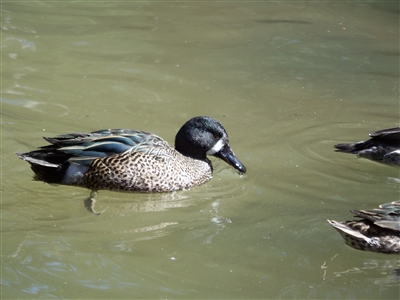 Blue Wing Teal