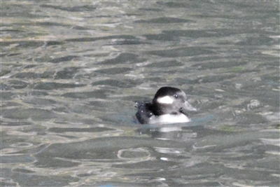 Bufflehead Duck Hen