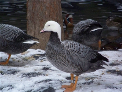 Emperor goose