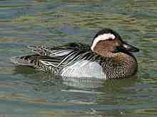 Garganey Teal Duck