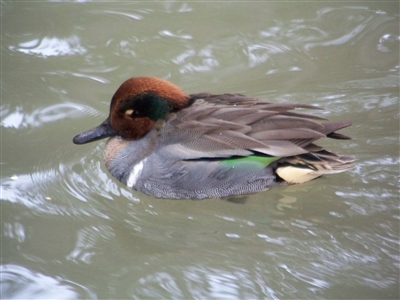 Green Wing Teal Drake Duck