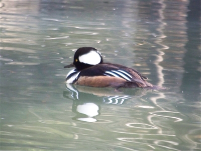 Hooded Merganser Duck