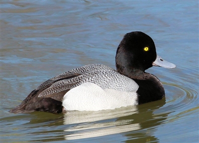 Lesser Scaup Duck Pair