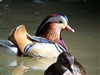 Mandarin Duck Pair