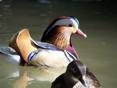 Mandarin Duck Pair