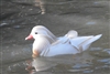 White Mandarin Duck Pair