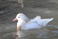 White Mandarin Duck Pair