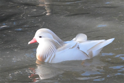 White Mandarin Duck Pair