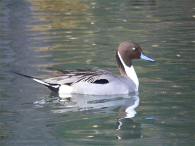 Pintail Duck Pair