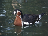 Red Breasted goose