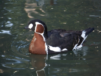 Red Breasted goose