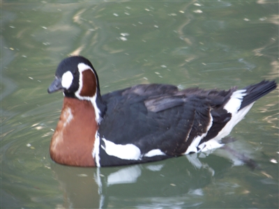 Red Breasted goose hen