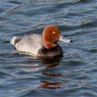 Red Head Duck Pair