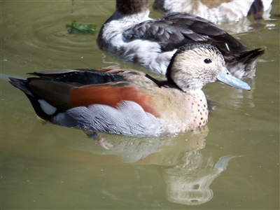 Ring Teal Drake duck