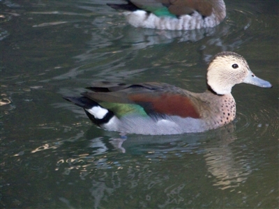 Ring Teal Duck Pair