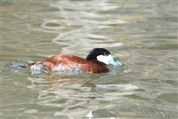 Ruddy Duck