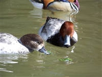 Silver Red Head Duck Pair