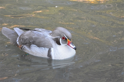 Silver Wood Duck Drake