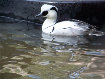 Smew Duck