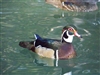 Wood Duck Drake