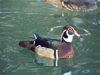 Wood Duck Drake