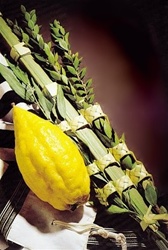 Lulav and Etrog Set for Sukkot