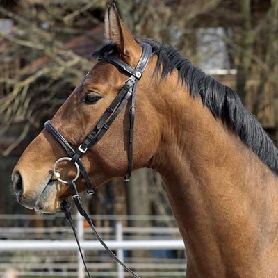 Barefoot Devon English Bridles