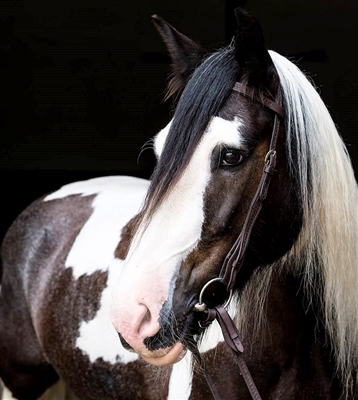 Barefoot Missoula Nut Western Bridle