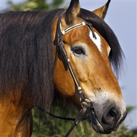 Barefoot Oaklet Western Headstalls