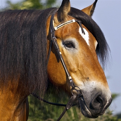 Barefoot Oaklet Western Headstalls