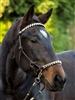 Barefoot Seneca 3-in-1 Halter Bridle