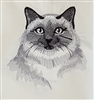 Cat - Birman Head