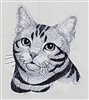 Cat - American Shorthair Head