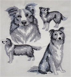 Dogs - Border Collie